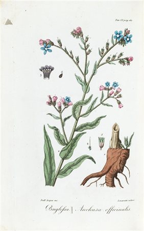 ALBERTI, Antonio (1785-1861) - Flora medica ossia catalogo alfabetico ragionato