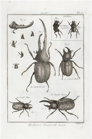 [ENTOMOLOGIA] - Volume di tavole "Histoire Naturele, insectes" da: L'Encycloped