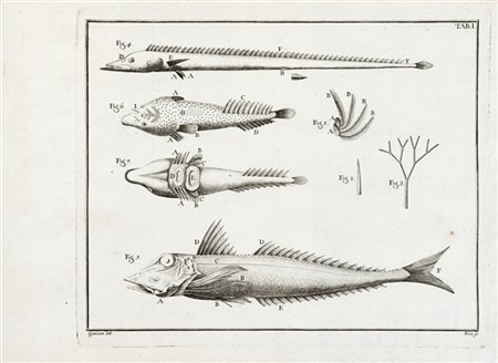 GOUAN, Antoine (1733-1821) - Histoire de poissons. Strasburgo: Amand Konig, 176