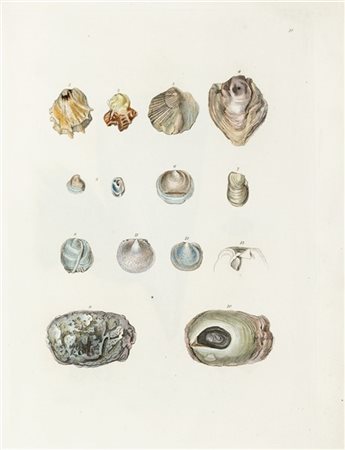 TURTON, William (1762-1835) - Conchylia Insularum Britannicarum. The Shells of