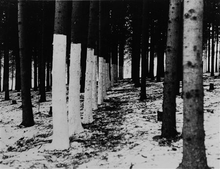 Shunk & Kender (XX sec.)  - Jan Dibbets, Forest Piece 1969, Near Amsterdam, Olanda