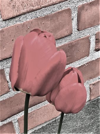 3Magnas “Flowers: Brick's Tulip”