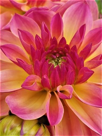 3Magnas “DAHLIAS (3/3)”