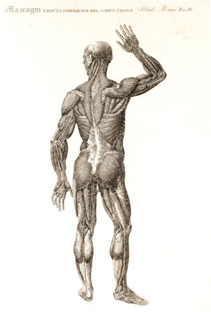 Medicina - Anatomia - Mascagni, Paolo - Anatomia universale [...] rappresentata con tavole in rame ridotte a minori forme di quelle della grande edizione pisana per Antonio Serantoni