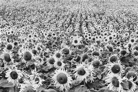 Edouard Boubat (1923-1999)  - Tournesol, Years 1980