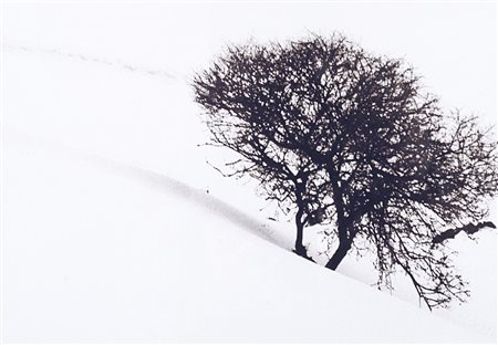 Abbas Gharib (1942)  - Albero solitario, 2012