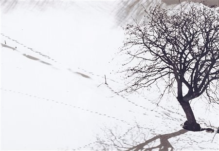 Abbas Gharib (1942)  - Albero solitario, 2012