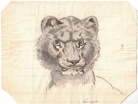Testa di leonessa, Fine 19° secolo