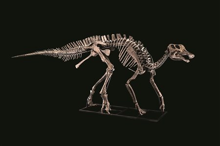 Hypacrosaurus sp. Cretaceo superiore, Campaniano, Riserva Indiana Blackfeet,...