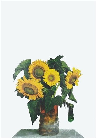 Michelangelo Pistoletto , Biella 1933 , "Girasoli" serigrafia su lastra di...