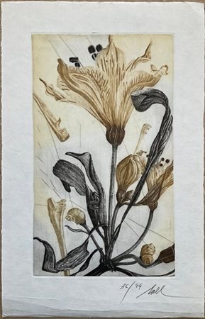 Lotto composto da un'acquaforte di Fred Nall raffigurante fiori (foglio cm 32x2