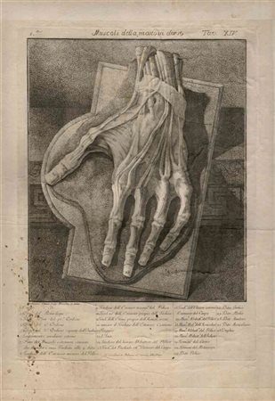 ANTONIO CATTANI (1780 FL.): Muscoli della mano in dorso, 1780