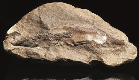 Rettile fossile Materia : calcare Piccolo rettile fossilizzato con quattro...