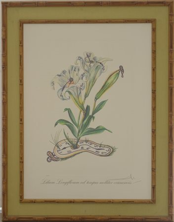 Salvador Dalì "Lilium Longiflorum vel tempus molliter evanescens" 
heliogravure