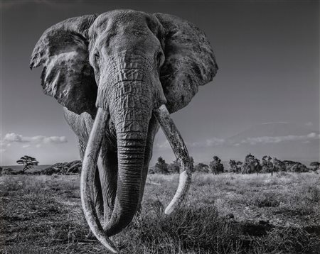 David Yarrow (1966)  - Space for Giants, 2020