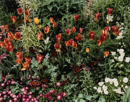 Stephen Shore (1947)  - Giverny 12, 2002