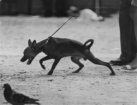 Sasha Borodulin (XX sec.)  - Dog's life, Paris, 1981