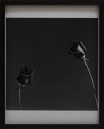 MAPPLETHORPE ROBERT (1946 - 1989) - Rose.