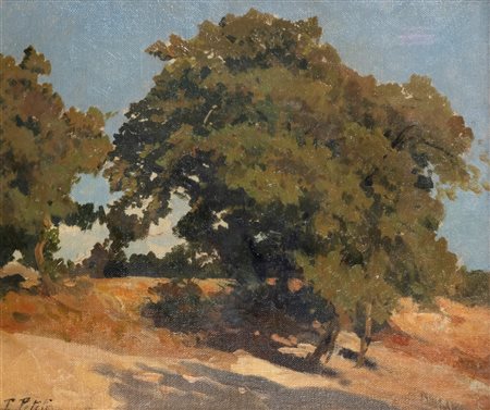 Filiberto Petiti (Torino 1845-Roma 1924)  - Albero nel sole