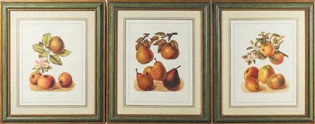 SERIE DI TRE STAMPE COLORATE raffiguranti frutta, in cornice cm 38x28