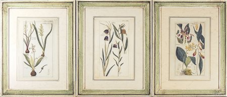SERIE DI CINQUE INCISIONI raffiguranti soggetti botanici, in cornice cm 33x18