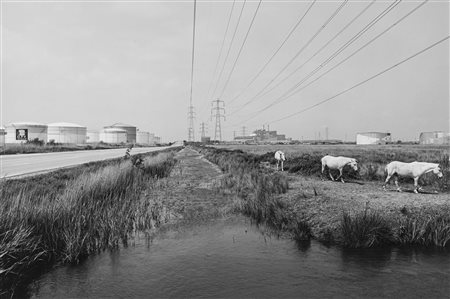 John Davies (1946)  - Three Horses, Fos-sur-mer, 1994