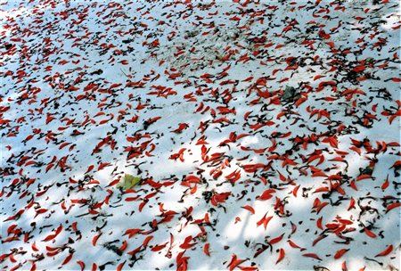 Flavio Vecchietti, Samui - Thailandia 2002