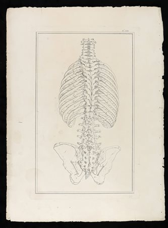  
Ossa del tronco da "Traité d'ostéologie... Par M. Sue" A Paris: Chez Guillaume Cavelier ... 1759.
 