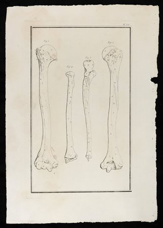  
L'osso del braccio e quelli dell'avambraccio da "Traité d'ostéologie... Par M. Sue" A Paris: Chez Guillaume Cavelier ... 1759
 