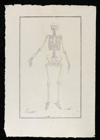  
Scheletro femminile da "Traité d'ostéologie... Par M. Sue" A Paris: Chez Guillaume Cavelier ... 1759
 