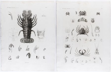 Marie Jules César Savigny (1777 - 1851) 
Homards | Crabes 
 