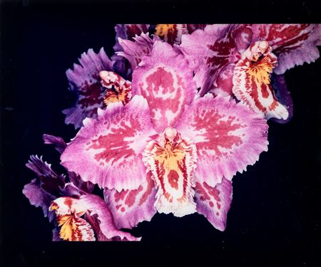 NOBUYOSHI ARAKI(1940)Senza titolo (Orchidea)Stampa alla gelatina ai sali...