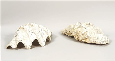 DUE GRANDI CONCHIGLIE DA COLLEZIONE - TWO LARGE COLLECTIBLE SHELLS