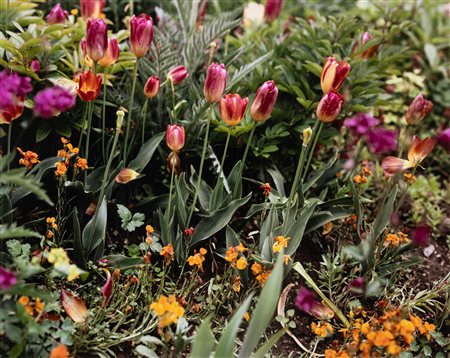 Stephen Shore (1947)  - Giverny 15, 2002