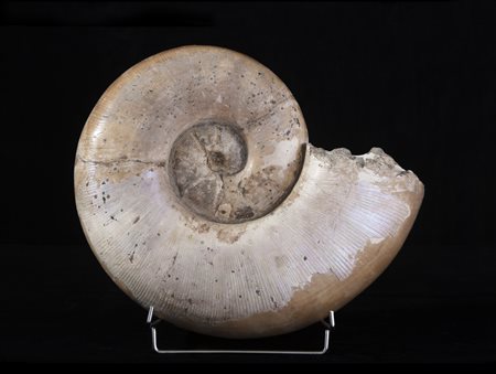 Ammonite (Lytoceras sp.)
Conchiglia, circa 160 milioni di anni, Madagascar