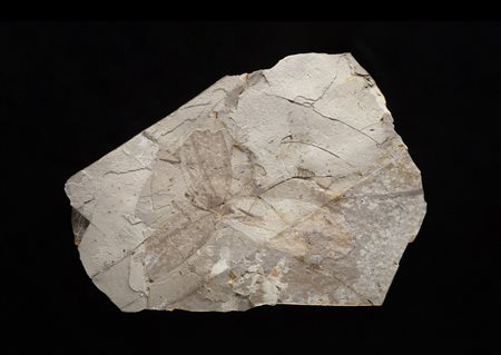 Grillo o mantide (Sinohagla pleioneura)
Impronta, circa 125,45-130 milioni di anni, Cina