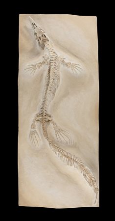 Mosasauro (Halisaurus arambourgi)
Scheletro, circa 70 milioni di anni, Marocco