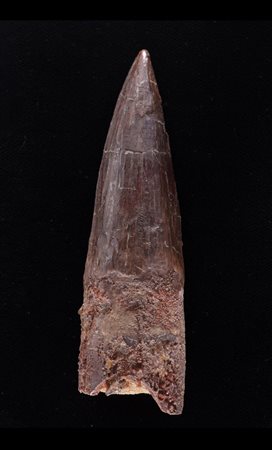 Spinosaurus aegyptiacus
Dente, circa 93-99,6 milioni di anni, Marocco