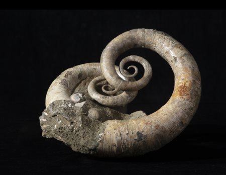 Ammonite eteromorfa (Ephamulina arcuata)
Conchiglia, circa 100-113 milioni di anni, Madagascar