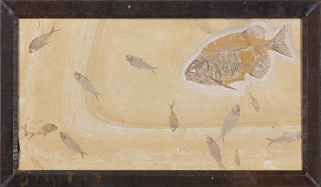 Phareodus testis e Knightia alta
Impronta in lastra con numerosi pesci colpiti da evento di mortalità di massa (MME), circa 45 milioni di anni fa, Stati Uniti