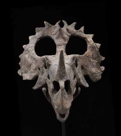 Centrosauro (Centrosaurus apertus)
Cranio, circa 75,5-76,5 milioni di anni, Nord America