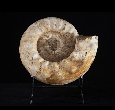 Ammonite (Perisphinctes Kranaosphinctes ?)
Conchiglia, circa 157-163 milioni di anni, Madagascar
