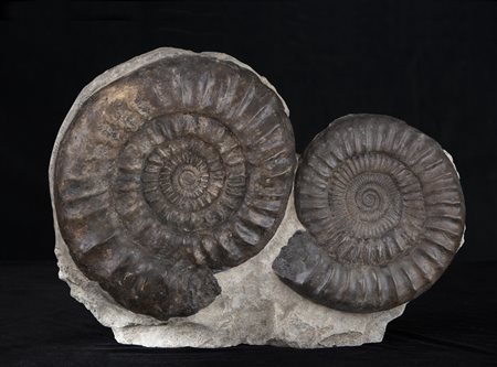 Ammoniti (Arietites bucklandi)
Coppia di conchiglie, 190 milioni di anni, Germania