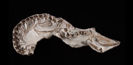 Mosasauro (tethysaurus nopcsai)
Scheletro, 89,8–93,9 milioni di anni, Marocco