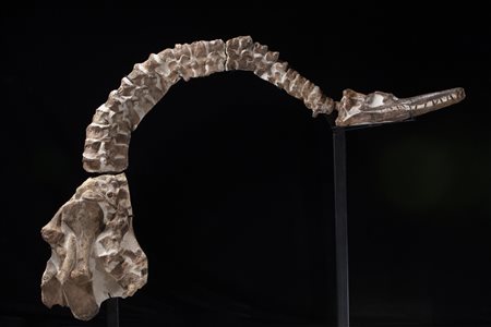 Plesiosauro (Thililua longicollis)
Cranio, collo e parte delle spalle, circa 100 milioni di anni, Marocco