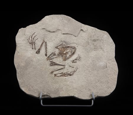 Rana (Latonia gigantea)
Scheletro, circa 3,7-15,7 milioni di anni fa, Bosnia