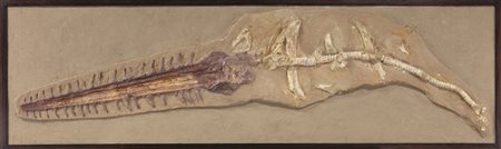 Pesce rostrato (Onchopristis numidus)
Scheletro, circa 90-110 milioni di anni, Marocco