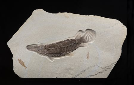 Luccio alligatore (Atractosteus atrox)
Impronta, circa 45 milioni di anni, Stati Uniti d'America