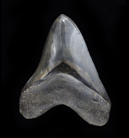 Squalo gigante (Otodus megalodon)
Dente, circa 3,6-23 milioni di anni, Indonesia