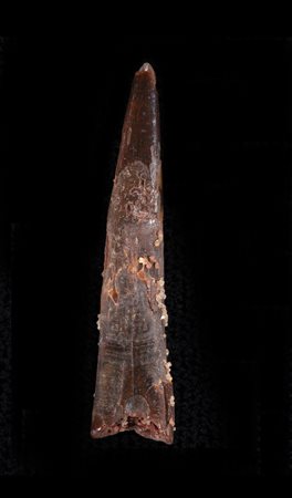 Coloborhynchus sp.
Dente, circa 93-140 milioni di anni fa, Inghilterra